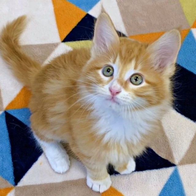 生後3カ月、センター時代のぐりくん（画像提供：zoes.810さん）