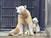 母イッちゃんと赤ちゃん（3.22の公式ブログから：提供＝よこはま動物園ズーラシア）