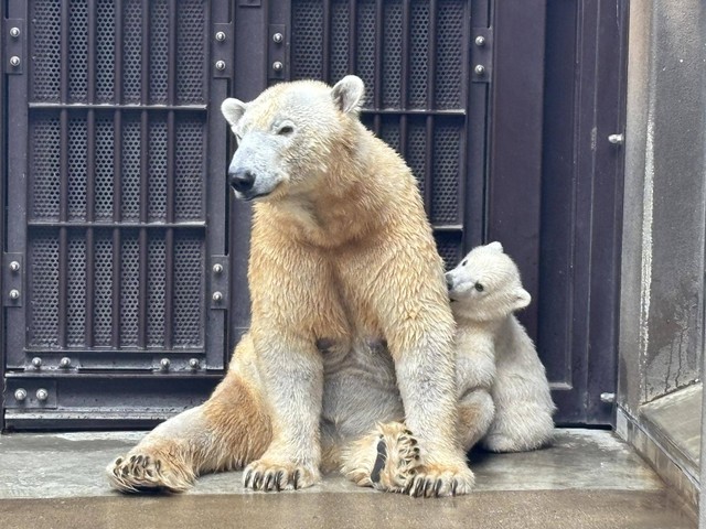 母イッちゃんと赤ちゃん（3.22の公式ブログから：提供＝よこはま動物園ズーラシア）