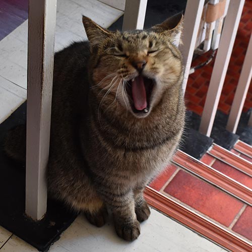 大きなあくびをする妙見館の看板猫「茶々丸」