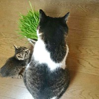 猫草を食べる先住猫を見る正宗くん（画像提供：よしゅあさん）