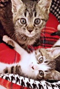 子猫の頃からおでこにペンギンがいた（上）ビターくん（下）シュガーちゃん（画像提供：ごんべさん）