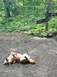 大自然の中でもゴロン！ へそ天になる岳くん（画像提供：岳 柴犬さん）