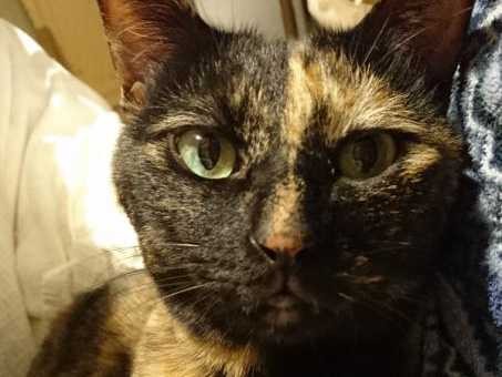 「くしゅん！」猫にも花粉症？　愛猫のために除去対策