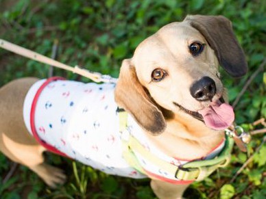 中部空港にペット専用ホテル　フライト直前まで愛犬と一緒