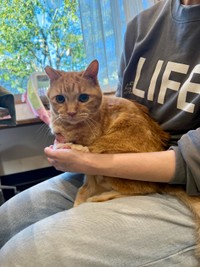 こやけちゃんは15歳半です。腎臓の数値はちょい高いです。最近、体重が減ってきました。