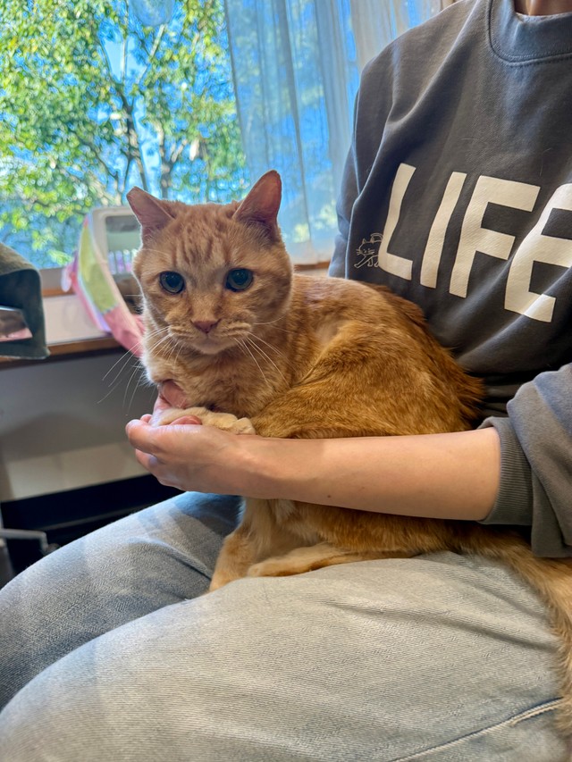 こやけちゃんは15歳半です。腎臓の数値はちょい高いです。最近、体重が減ってきました。