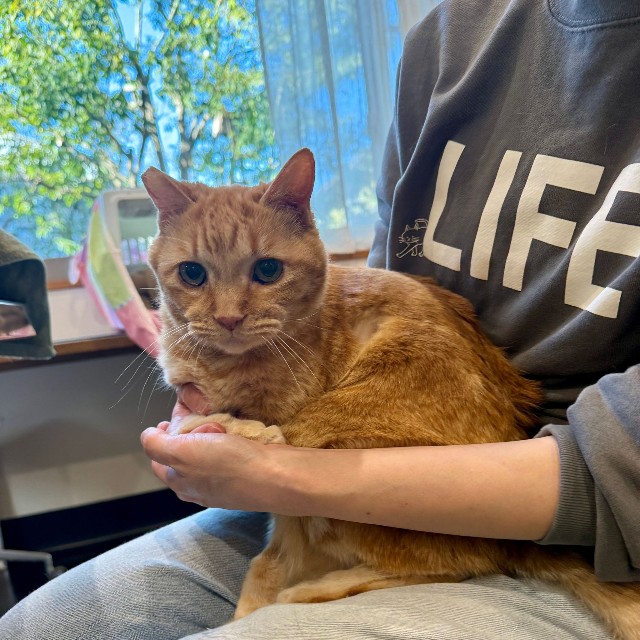 こやけちゃんは15歳半です。腎臓の数値はちょい高いです。最近、体重が減ってきました。