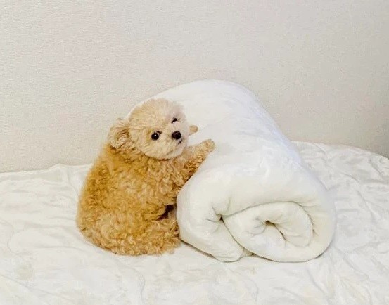 しがみついているんじゃないよ＝ポメプーふわちゃんさん（@Fuwancho319）提供