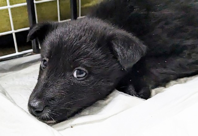 保護後、すぐに動物病院へ