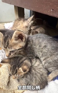 全部同じ柄の子猫（ジンエモンネコさん提供、Instagramよりキャプチャ撮影）