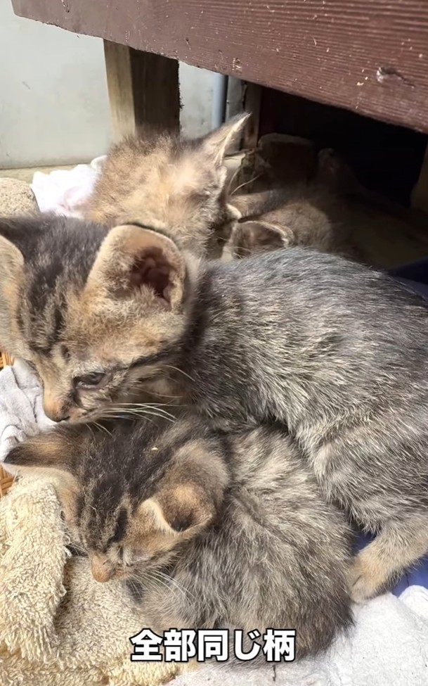 全部同じ柄の子猫（ジンエモンネコさん提供、Instagramよりキャプチャ撮影）