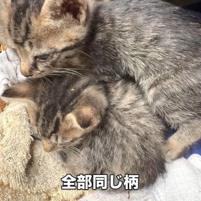全部同じ柄の子猫（ジンエモンネコさん提供、Instagramよりキャプチャ撮影）