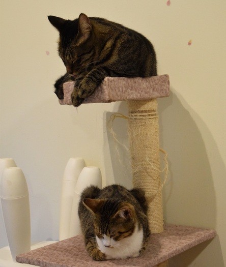 出会いを待つ保護猫＝ツキネコカフェ