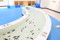 宍道湖自然館ゴビウスでは６０匹以上のザリガニを展示している