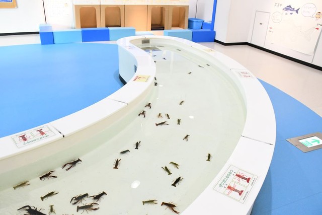 宍道湖自然館ゴビウスでは６０匹以上のザリガニを展示している