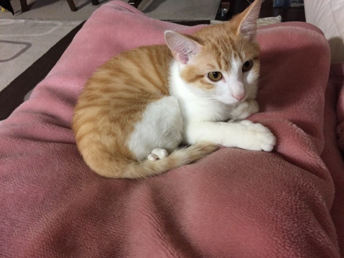 夜、規子さんがダイニングで作業をしていると、下で待っていて一緒に寝室に行く。（規子さん提供）