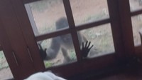室内の犬に向かって窓をたたくサル　視聴者提供　高松市庵治町　12日