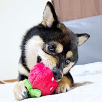 イチゴのぬいぐるみをガブガブするこまちちゃん（画像提供：黒柴 こまちさん）