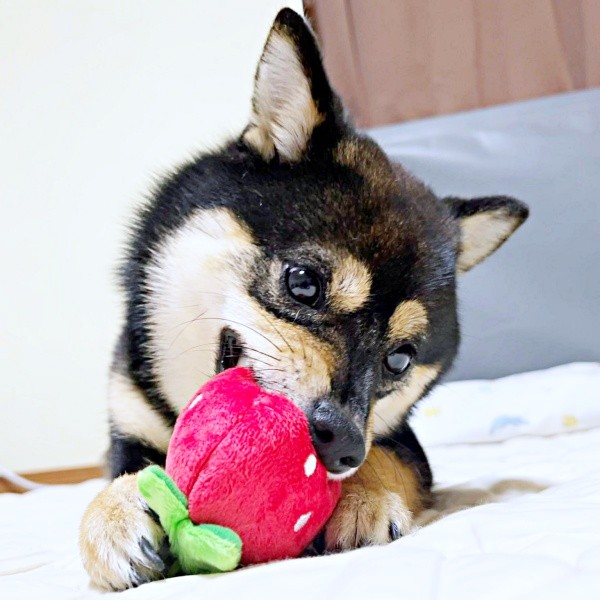 イチゴのぬいぐるみをガブガブするこまちちゃん（画像提供：黒柴 こまちさん）