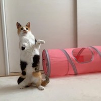 二足歩行しそうなみかんちゃん