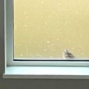 鳥が家の窓を突いてきます…／なぎたんママさん（@na_tan_gram.7）提供＝画像をトリミングしています