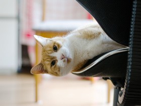 男子チームに芽生えた絆？　ポンと頭をこづかれて、愛猫はうれしそうにニャーと鳴く