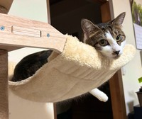 ハンモックから顔をのぞかせるかぢめくん（画像提供：かさねさん）