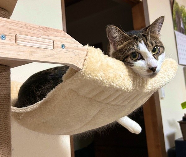 ハンモックから顔をのぞかせるかぢめくん（画像提供：かさねさん）