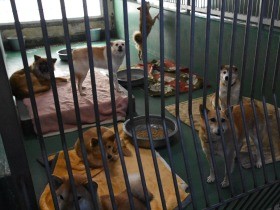 犬や猫への虐待見抜けず　「殺処分ゼロ」目指し続けられた譲渡