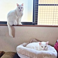 窓辺で佇むおもちちゃんと、ベッドでくつろぐその娘・ぞにちゃん（画像提供：ちったんさん）