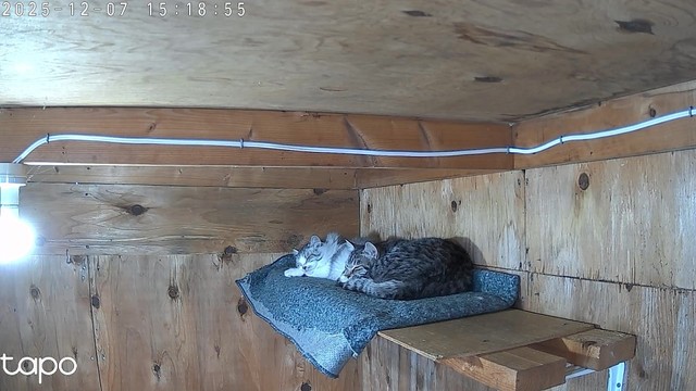 ロックを切って中に入ると、天井近くのドアから一番遠いところにいたという（なかよし自販機コーナーの広報担当・手塚さん提供）