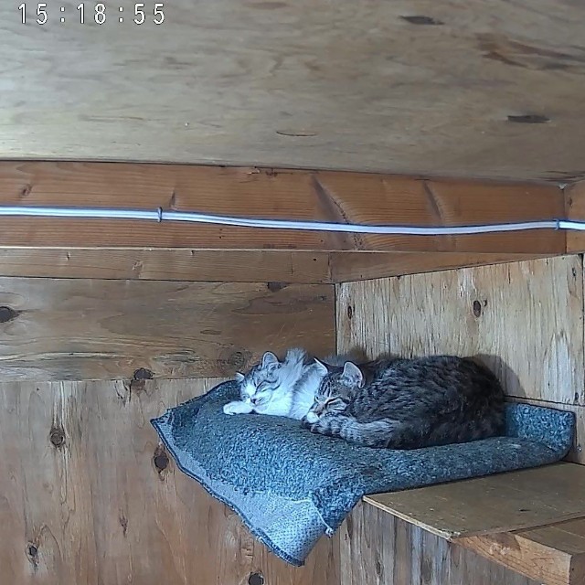 ロックを切って中に入ると、天井近くのドアから一番遠いところにいたという（なかよし自販機コーナーの広報担当・手塚さん提供）