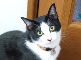 トライアルから出戻り猫　２軒目でおばあちゃんと仲良しに