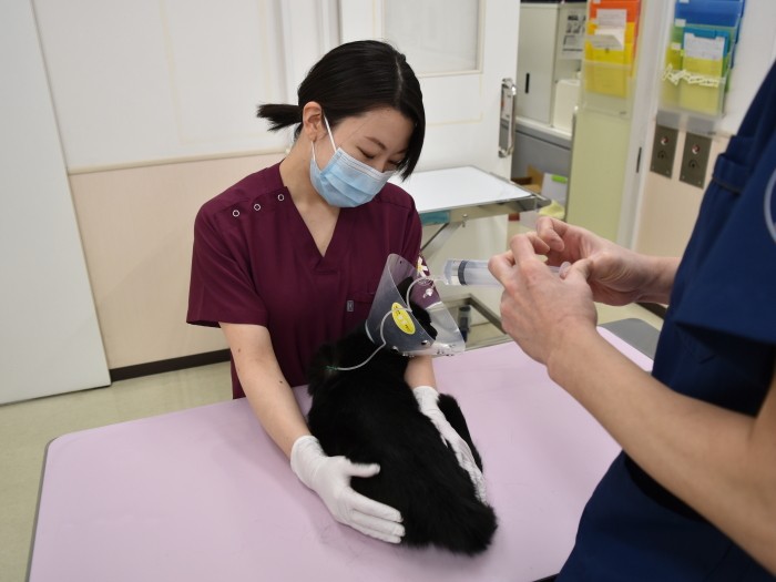 獣医師が皮下点滴を行う際、猫の体をおさえる小野さん（小野さん提供）