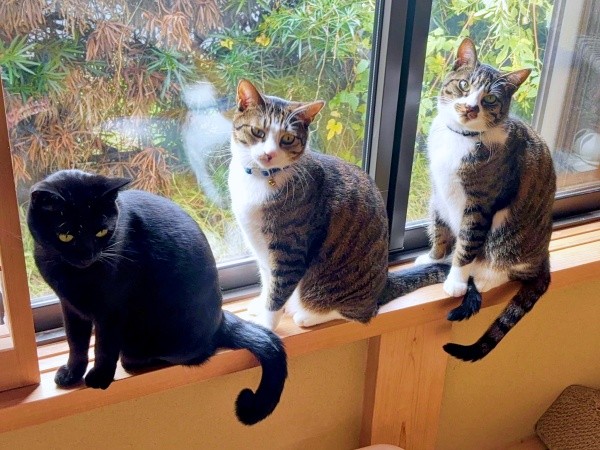 2歳になった（左から）ジョンちゃん、チャームくん、ロッキーくん（画像提供：みぃ～みぃ～ちゃんとジャミラズさん）