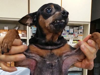 毎年愛犬が発症する皮膚炎　今年もまた季節がやってきて……