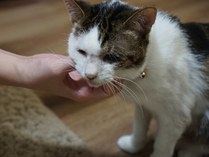 「新しいおうちでモリモリ食べて太ってきたの」