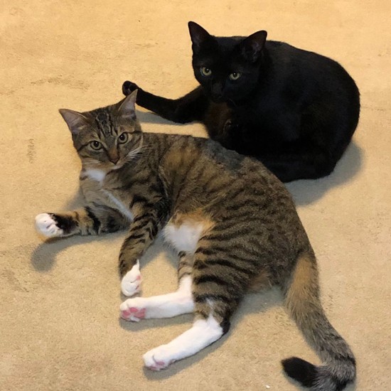 みんなに背を押され、迎えた２匹。ヤソ次郎という名は、妹のヨーコさんがアサジを「ヤソ」という愛称で呼んでいて、（次に来たから）次郎を付けた。パリ之進は模様がアイスのパリパリバー的＋侍や剣客ぽい名前にしたくて決めた（シロミさん提供）