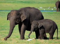 スリランカゾウ※画像はイメージです（佳男 大塚/stock.adobe.com）