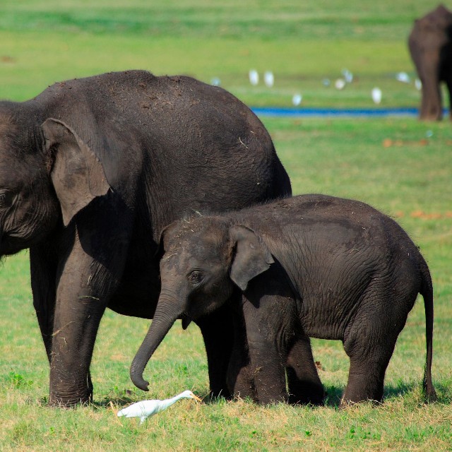 スリランカゾウ※画像はイメージです（佳男 大塚/stock.adobe.com）