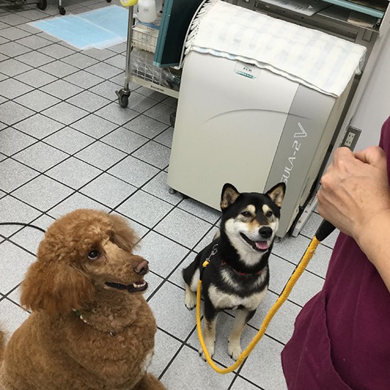 レオくん（写真右）は、病院で保定（処置を受けさせるため体を抑えること）されるとパニック的な反応を示すため、病院で預かり保育を行った。今ではとても良い子になり、採血も注射もできるように（前村さん提供）