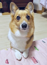この愛らしさ！ 飼い主さんをメロメロにするちろるくん（画像提供：ぷにこ というどすこい。さん）