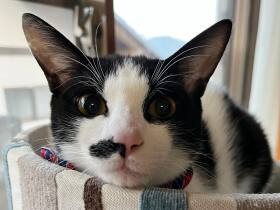 ミックス猫「しらたま」　キャットタワーのてっぺんで優雅～にくつろぎ中