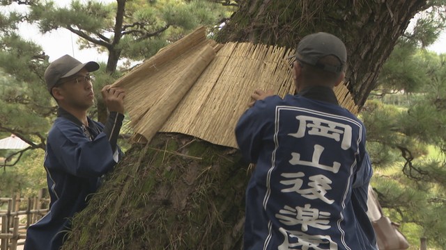 岡山後楽園で秋の風物詩「松のこも巻き」