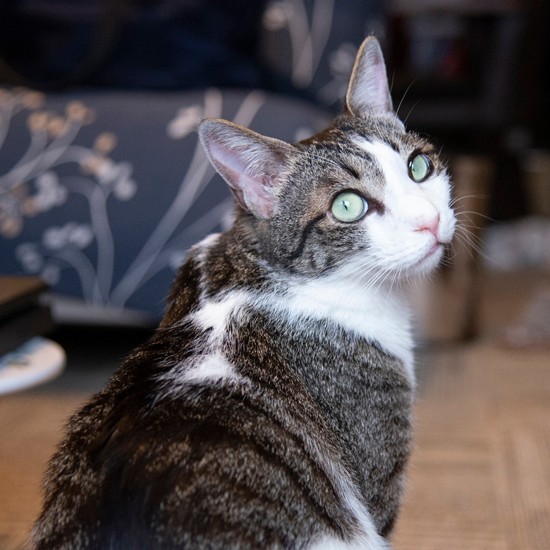 私はいちご。過去はもう振り返らない！