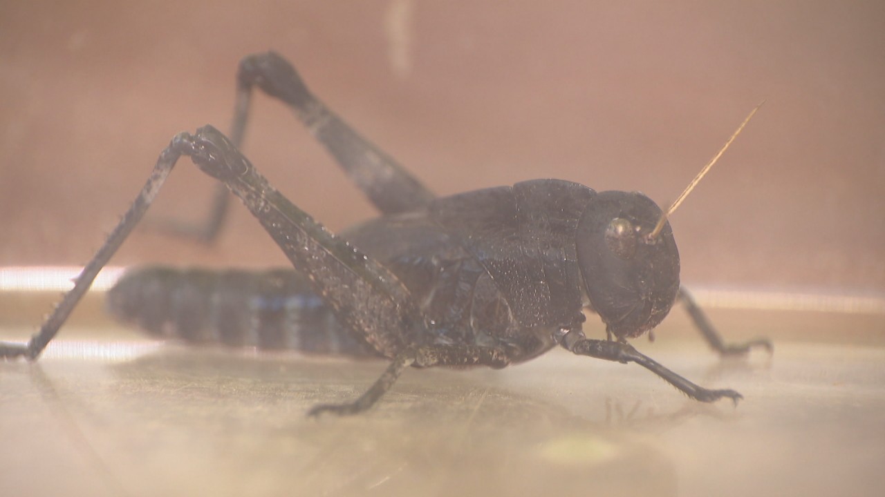 園児が見つけた「黒いバッタ」の正体は？ 博物館の専門家に質問 岡山市