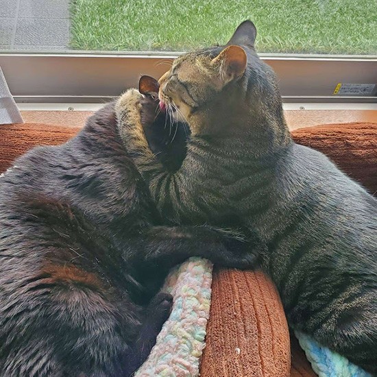 お祝いはこれね。ぺろっ。