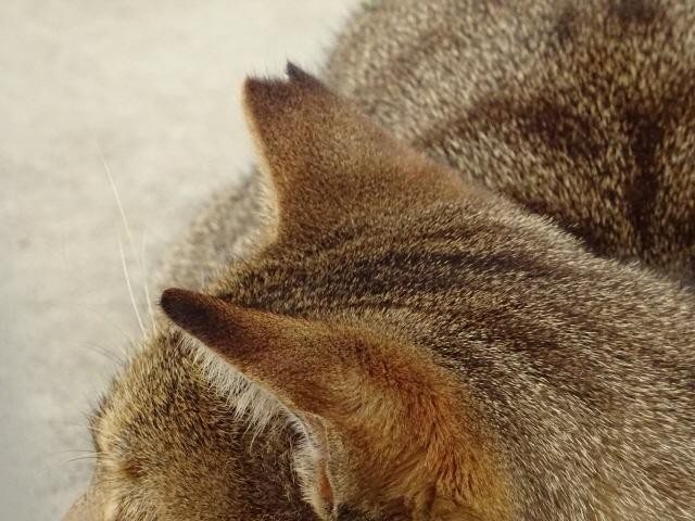 さくら耳」猫の秘密 実はある目印…2万匹超の子猫殺処分を減らすために