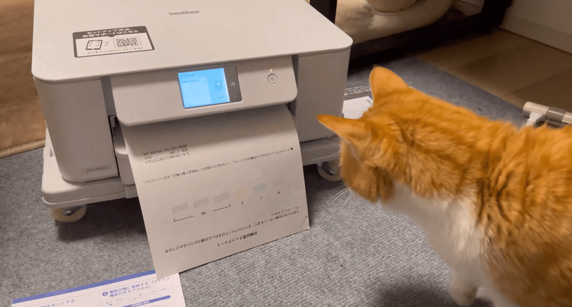 紙が出てきた！猫特有の反射神経で飛びのくレオくん